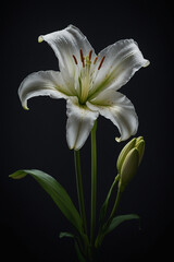 Obraz premium A white lily stem presented against a dark grey flat background under directional low key light creating soft glow on the petals and shadow depth beneath the flower, fine detail in