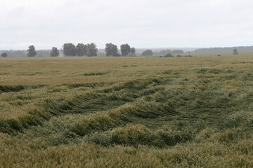 Wheat lodging due to strong wind and rain