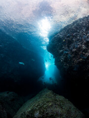 marine life and coral in Mexico ocean