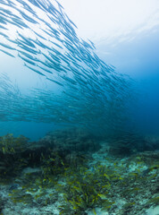 marine life and coral in Mexico ocean