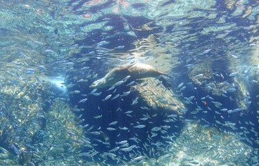 sea lion swimming in Mexico ocean