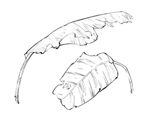 Detailed Hand-drawn Sketch of Banana Leaves