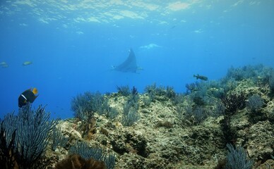 Manta ray with coral in Mexico ocean
