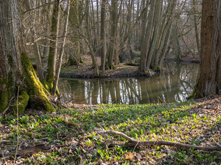 Auwälder am Unkenbach im Naturschutzgebiet Elmuß, Landkreis Schweinfurt, Unterfranken, Bayern,...