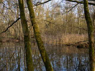 Auwälder am Unkenbach im Naturschutzgebiet Elmuß, Landkreis Schweinfurt, Unterfranken, Bayern,...