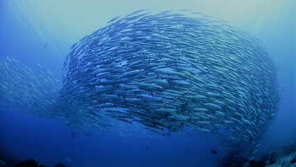 Fototapeta premium Barracuda schooling in Mexico ocean