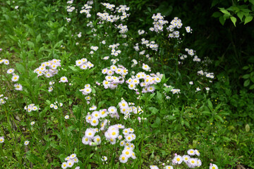 春を迎えたハルジオン