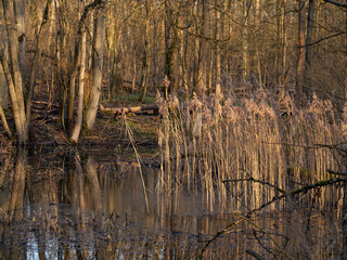 Auwälder am Unkenbach im Naturschutzgebiet Elmuß, Landkreis Schweinfurt, Unterfranken, Bayern,...