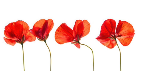 Four vibrant red geranium flowers with translucent petals isolated on transparent background