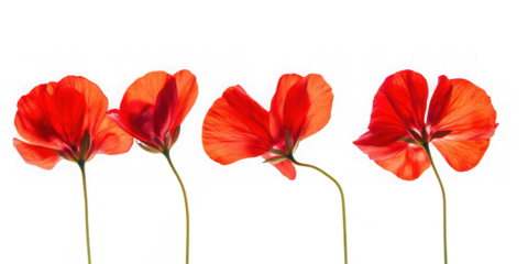 Four vibrant red geranium flowers with translucent petals isolated on transparent background