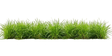 Lush green grass border with detailed blades isolated on transparent background