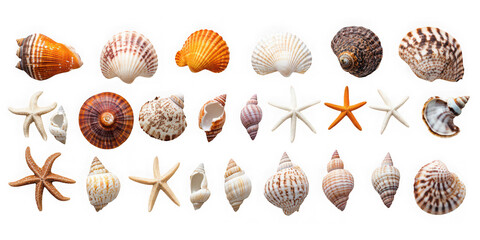 Collection of assorted seashells and starfish isolated on transparent background