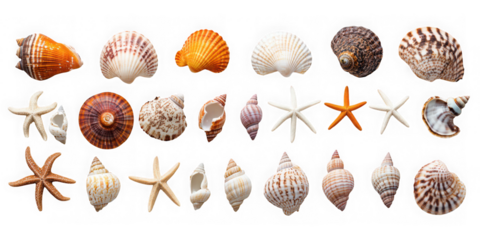 Collection of assorted seashells and starfish isolated on transparent background