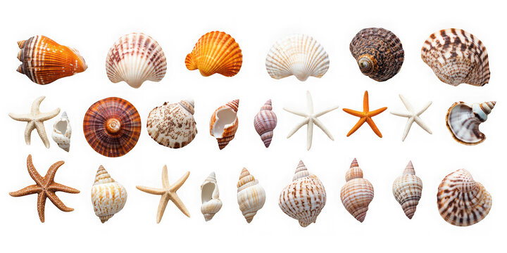 Collection of assorted seashells and starfish isolated on transparent background