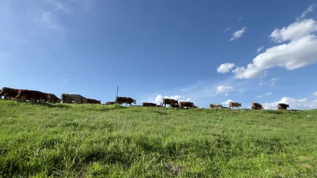 tranquil and serine Low-angle view of cattle herded across green pasture under a clear blue sky