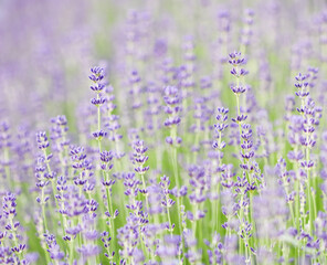 Obraz premium Lavender flowers blooming in the garden with blurred background.