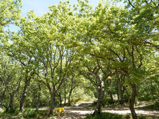 Le sentier GR 99 depuis Bauduen traversant une forêt de chênes blanc le long du Lac de Sainte-Croix au pied du Verdon dans les Alpes-de-Haute-provence

