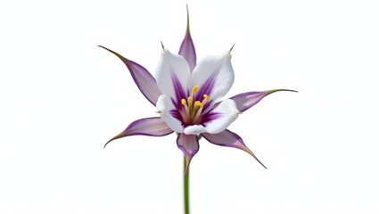Naklejka premium Photorealistic image of an pink Aquilegia flower or plant isolated on white. Star-shaped bloom with long spurs and finely divided green leaves. Botanical macro with natural light and elegant detail.