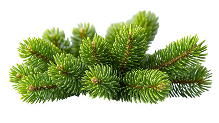Hyperrealistic macro view of a cluster of green pine needles. Sharp focus on individual needles. Bright forest light simulation, balanced exposure, isolated cluster on pure white background, .