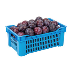Obraz premium A blue plastic crate is filled to the brim with ripe, dark purple plums. This image is ideal for showcasing fresh produce, healthy eating, or market displays.