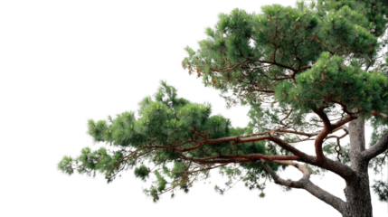 Evergreen Embrace: A detailed view of a majestic evergreen tree with its vibrant green foliage and sturdy branches gracefully reaching out, providing a sense of tranquility and natural beauty.