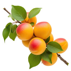 A cluster of fresh, ripe apricots with green leaves on a branch, showcasing their vibrant orange and red hues.