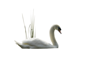  mute swan cygnus olor isolated on white background PNG ,ai generated