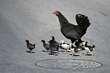 kura małe kurczaki kurczątka chroni prowadzi przez drogę trawnik młode  © Miroslaw