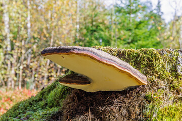 Red-belted conk on a tree stump in a forest