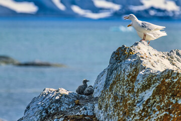Nesting Glaucous gull at a rock i arctic