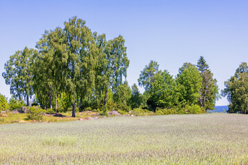 Cereal field by a grove of trees in the summer