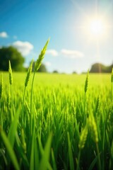 Obraz premium Sun-Drenched Field with Gently Blowing Grass Tranquil Summer Scene of Coolness and Calm