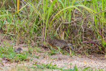 The upper body is reddish brown with scattered yellow-brown stripes. The face and upper breast are reddish-brown mixed with orange. The neck and belly are flesh-brown with brown horizontal stripes.