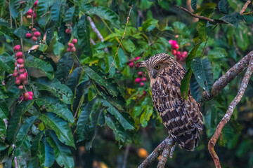 Buffy Fish Owl .The body is orange-brown with long, pointed fur that looks like ears. The eyes are large and round and yellow. During the day, it rests in dense bushes.
