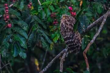 Buffy Fish Owl .The body is orange-brown with long, pointed fur that looks like ears. The eyes are...