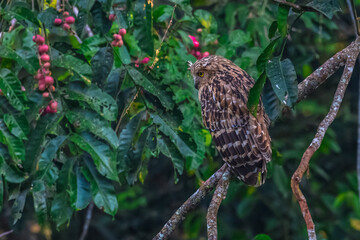 Buffy Fish Owl .The body is orange-brown with long, pointed fur that looks like ears. The eyes are...