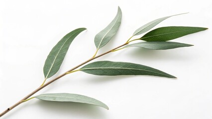 Minimal Leaf on White &mdash; Elegant Nature Focus