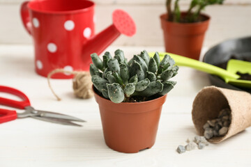 Plant and gardening tools on table against white background