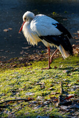 Weissstorch, Storch, Ciconia ciconia,
