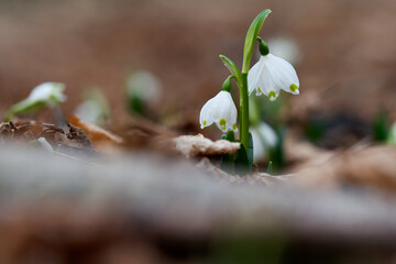 Märzenbecher, Frühlings-Knotenblume, Leucojum vernum