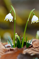 Märzenbecher, Frühlings-Knotenblume, Leucojum vernum