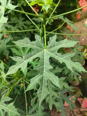 green leaves in a garden