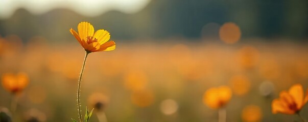 Serene Wildflower Solitude A Single Bloom in a Vast Sunlit Field, Resilience and Hope