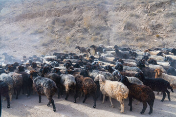 Sheep on the road of Uzbekistan