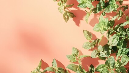 Fresh potato plant sprigs on peach background