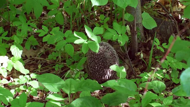 A wild hedgehog slowly moving through green grass in a forest clearing, surrounded by natural vegetation.