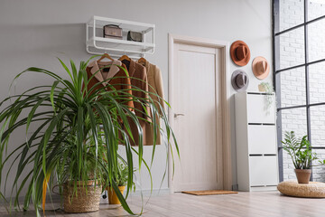 Houseplants and rack with clothes near white wall in interior of hallway