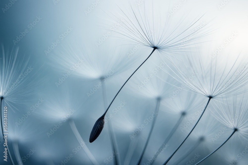 Poster close-up of delicate dandelion seeds with soft lighting and ethereal atmosphere on a blue abstract b
