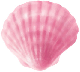 seashell isolated on white