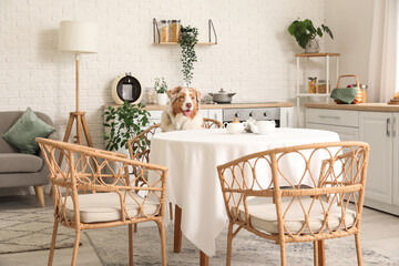 Cute Australian Shepherd dog sitting at table in kitchen